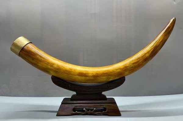 Premium Mammoth Ivory “Golden Skin” Small Tusk Ornament – Natural Curved Ice Material, Rare Collectible