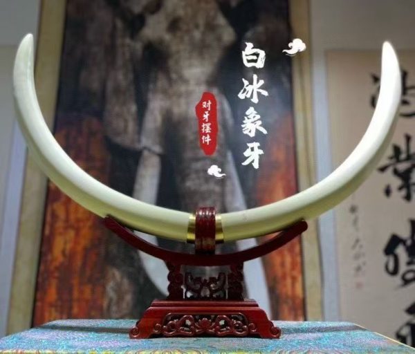 Premium Mammoth Ivory White Tusk with Protective Copper Base