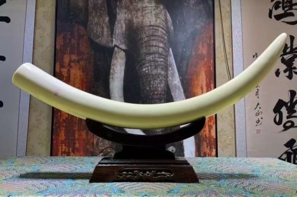 Mammoth Ivory Baby Tusk Ornament – Premium White Finish