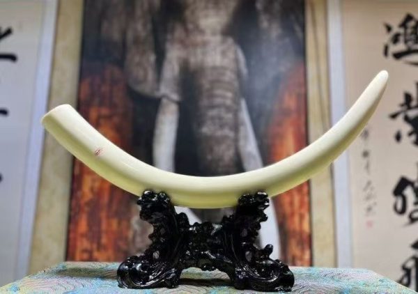 Mammoth Ivory White Tusk Ornament – Rare Ice Fossil Collectible