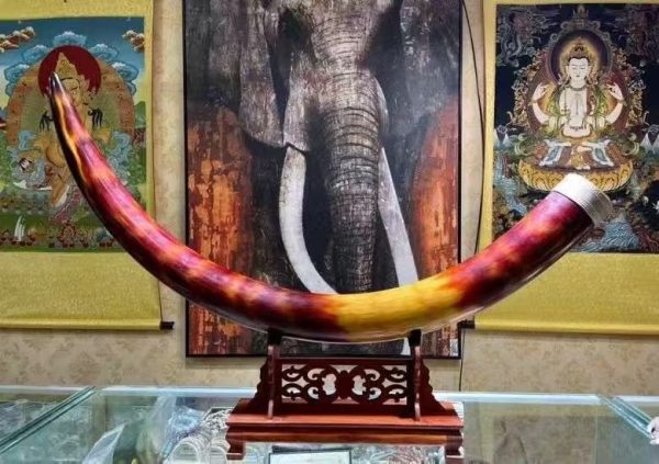 Mammoth Ivory Grand Tusk Ornament – Premium Ice Age Fossil Collectible