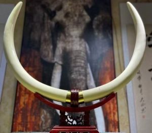 Rare Mammoth Ivory Pair – Full Vein White Ice Grade Display