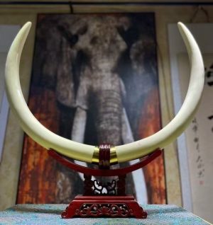 Rare Mammoth Ivory Pair – Full Vein White Ice Grade Display