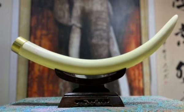 Mammoth Ivory Baby Tusk Display Piece – Polished White Finish