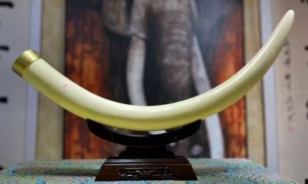 Mammoth Ivory White Tusk Ornament – Rare Full-Grain Fossil Ivory