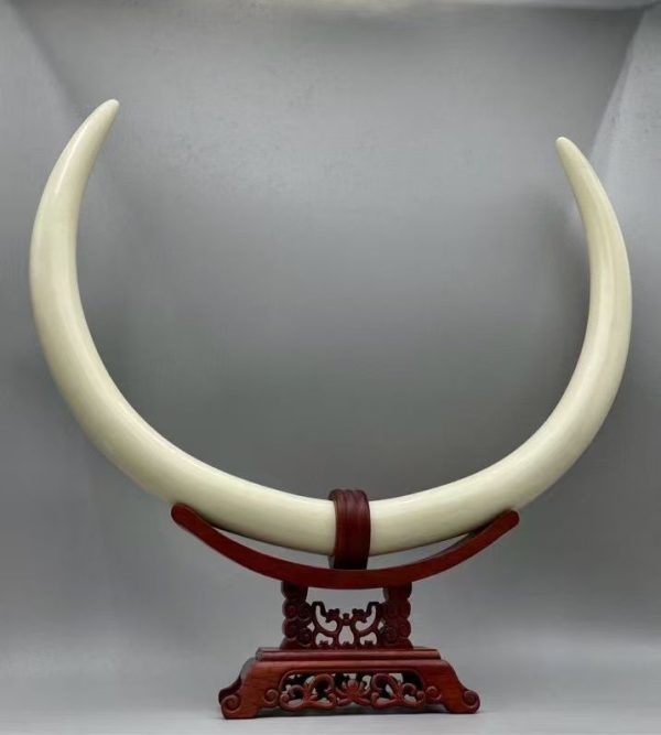 Premium Mammoth Ivory White Tusk Ornament – Rare Collectible Gift