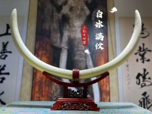 Premium Mammoth Ivory Pair – Full Vein White Ice Grade Display